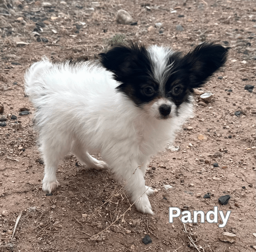 AKC Pandy, son of Romper and Teddy